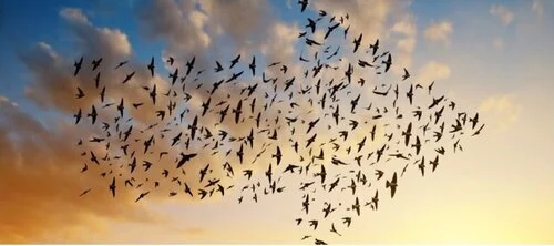 Cloud Migration: How and why business is migrating to the cloud