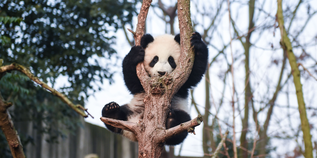 panda in a tree