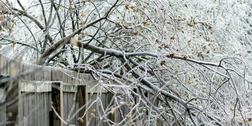 snow covered tree branches